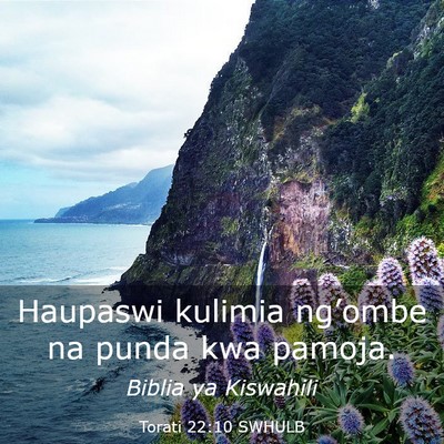 Picture 03 - Torati 22:10 SWHULB - Haupaswi kulimia ng’ombe na punda kwa - Bible Verse Picture