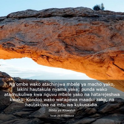 Picture 03 - Torati 28:31 SWHULB - Ng’ombe wako atachinjwa mbele ya macho yako, - Bible Verse Picture
