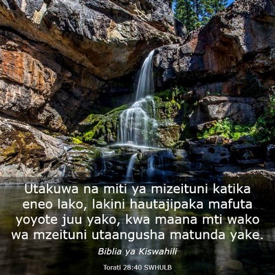 Picture 03 - Torati 28:40 SWHULB - Utakuwa na miti ya mizeituni katika eneo lako, - Bible Verse Picture