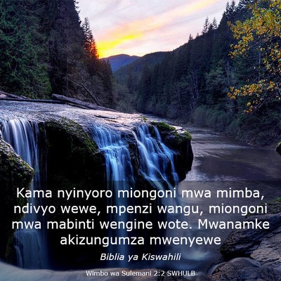 Picture 03 - Wimbo wa Sulemani 2:2 SWHULB - Kama nyinyoro miongoni mwa mimba, ndivyo wewe, - Bible Verse Picture