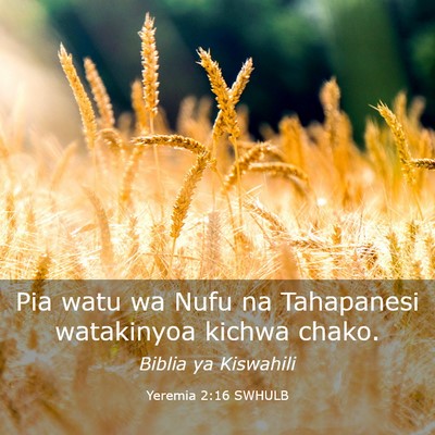 Picture 03 - Yeremia 2:16 SWHULB - Pia watu wa Nufu na Tahapanesi watakinyoa kichwa - Bible Verse Picture
