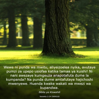 Picture 03 - Yeremia 2:24 SWHULB - Wewe ni punda wa mwitu, aliyeizoelea nyika, - Bible Verse Picture