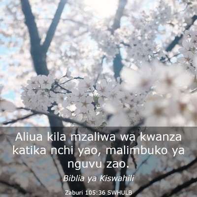 Picture 03 - Zaburi 105:36 SWHULB - Aliua kila mzaliwa wa kwanza katika nchi yao, - Bible Verse Picture