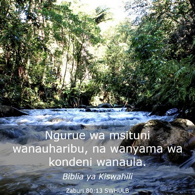 Picture 03 - Zaburi 80:13 SWHULB - Ngurue wa msituni wanauharibu, na wanyama wa - Bible Verse Picture