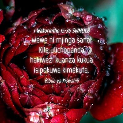 Picture 04 - 1 Wakorintho 15:36 SWHULB - Wewe ni mjinga sana! Kile ulichopanda hakiwezi - Bible Verse Picture