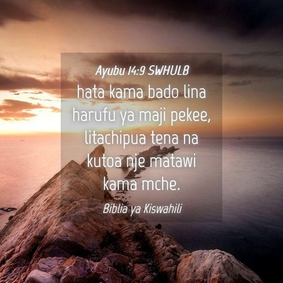 Picture 04 - Ayubu 14:9 SWHULB - hata kama bado lina harufu ya maji pekee, - Bible Verse Picture