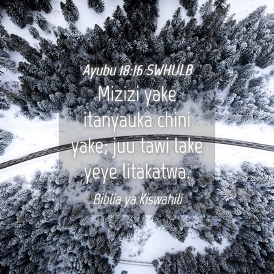 Picture 04 - Ayubu 18:16 SWHULB - Mizizi yake itanyauka chini yake; juu tawi lake - Bible Verse Picture
