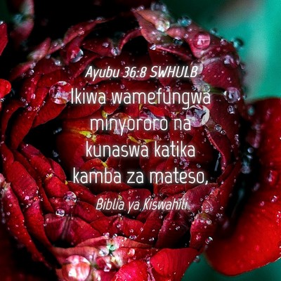Picture 04 - Ayubu 36:8 SWHULB - Ikiwa wamefungwa minyororo na kunaswa katika - Bible Verse Picture