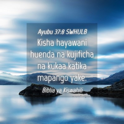 Picture 04 - Ayubu 37:8 SWHULB - Kisha hayawani huenda na kujificha na kukaa - Bible Verse Picture