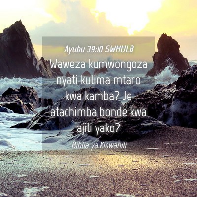 Picture 04 - Ayubu 39:10 SWHULB - Waweza kumwongoza nyati kulima mtaro kwa kamba? - Bible Verse Picture