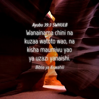 Picture 04 - Ayubu 39:3 SWHULB - Wanainama chini na kuzaa watoto wao, na kisha - Bible Verse Picture