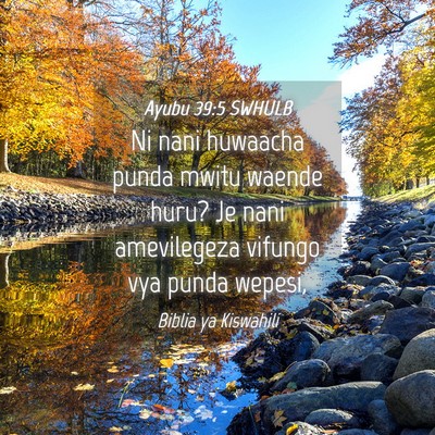Picture 04 - Ayubu 39:5 SWHULB - Ni nani huwaacha punda mwitu waende huru? Je nani - Bible Verse Picture