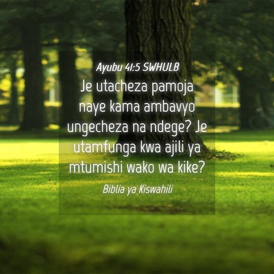 Picture 04 - Ayubu 41:5 SWHULB - Je utacheza pamoja naye kama ambavyo ungecheza na - Bible Verse Picture