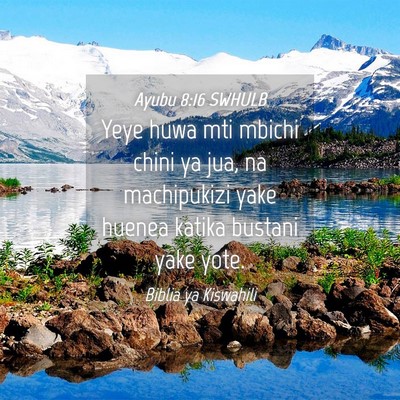 Picture 04 - Ayubu 8:16 SWHULB - Yeye huwa mti mbichi chini ya jua, na machipukizi - Bible Verse Picture