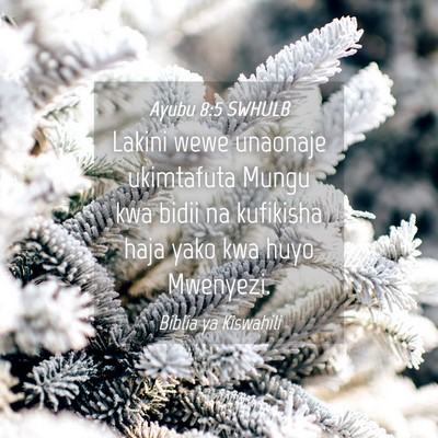 Picture 04 - Ayubu 8:5 SWHULB - Lakini wewe unaonaje ukimtafuta Mungu kwa bidii - Bible Verse Picture