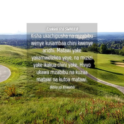 Picture 04 - Ezekieli 17:6 SWHULB - Kisha ukachipusha na mzabibu wenye kusambaa chini - Bible Verse Picture