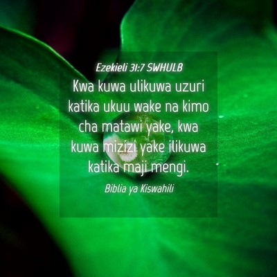 Picture 04 - Ezekieli 31:7 SWHULB - Kwa kuwa ulikuwa uzuri katika ukuu wake na kimo - Bible Verse Picture