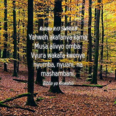 Picture 04 - Kutoka 8:13 SWHULB - Yahweh akafanya kama Musa alivyo omba: Vyura - Bible Verse Picture