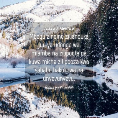 Picture 04 - Luka 8:6 SWHULB - Mbegu zingine zilianguka juu ya udongo wa miamba - Bible Verse Picture