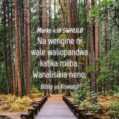 Picture 04 - Marko 4:18 SWHULB - Na wengine ni wale waliopandwa katika miiba. - Bible Verse Picture