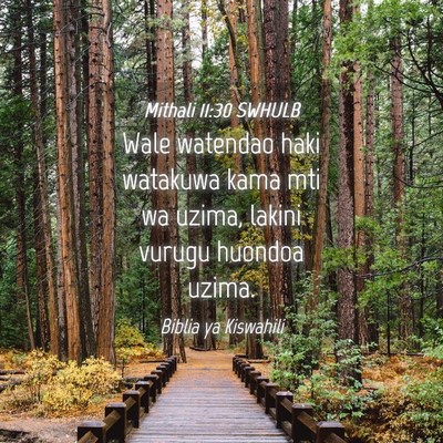 Picture 04 - Mithali 11:30 SWHULB - Wale watendao haki watakuwa kama mti wa uzima, - Bible Verse Picture