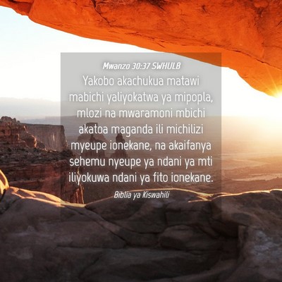 Picture 04 - Mwanzo 30:37 SWHULB - Yakobo akachukua matawi mabichi yaliyokatwa ya - Bible Verse Picture
