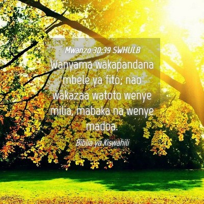 Picture 04 - Mwanzo 30:39 SWHULB - Wanyama wakapandana mbele ya fito; nao wakazaa - Bible Verse Picture