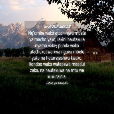 Picture 04 - Torati 28:31 SWHULB - Ng’ombe wako atachinjwa mbele ya macho yako, - Bible Verse Picture