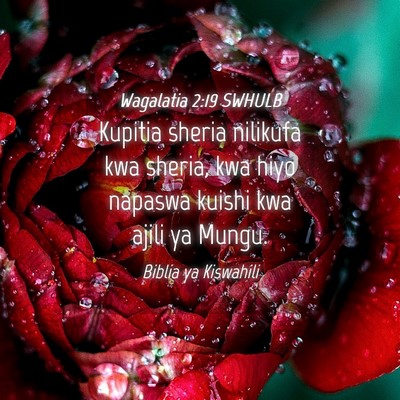 Picture 04 - Wagalatia 2:19 SWHULB - Kupitia sheria nilikufa kwa sheria, kwa hiyo - Bible Verse Picture