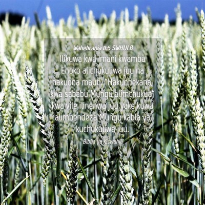 Picture 04 - Wahebrania 11:5 SWHULB - Ilikuwa kwa imani kwamba Enoko alichukuliwa juu - Bible Verse Picture