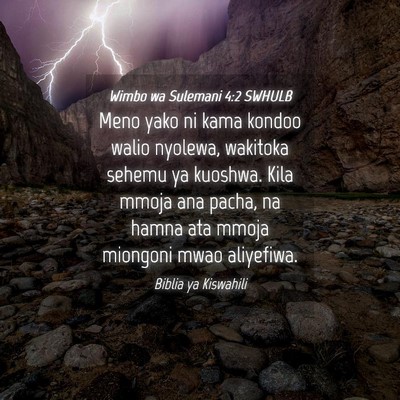 Picture 04 - Wimbo wa Sulemani 4:2 SWHULB - Meno yako ni kama kondoo walio nyolewa, wakitoka - Bible Verse Picture