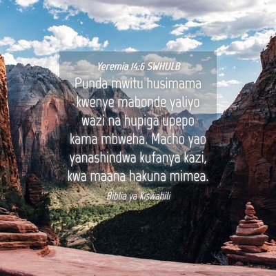 Picture 04 - Yeremia 14:6 SWHULB - Punda mwitu husimama kwenye mabonde yaliyo wazi - Bible Verse Picture