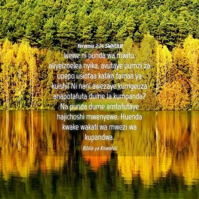 Picture 04 - Yeremia 2:24 SWHULB - Wewe ni punda wa mwitu, aliyeizoelea nyika, - Bible Verse Picture