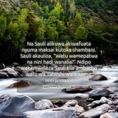 Picture 05 - 1 Samweli 11:5 SWHULB - Na Sauli alikuwa akiwafuata nyuma maksai kutoka - Bible Verse Picture
