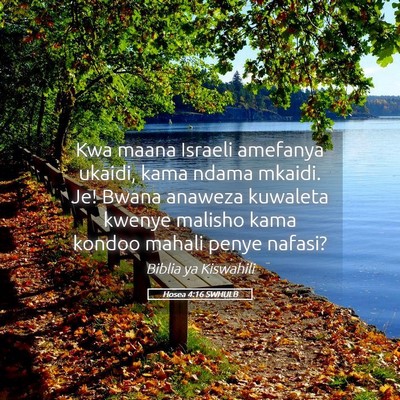 Picture 05 - Hosea 4:16 SWHULB - Kwa maana Israeli amefanya ukaidi, kama ndama - Bible Verse Picture