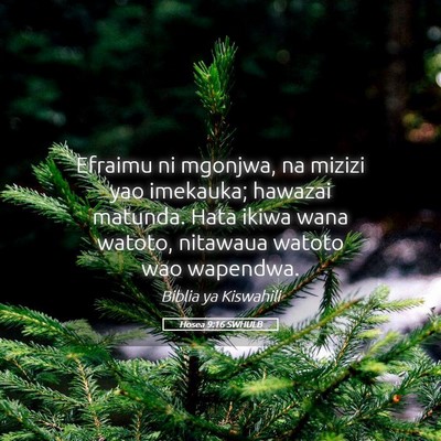 Picture 05 - Hosea 9:16 SWHULB - Efraimu ni mgonjwa, na mizizi yao imekauka; - Bible Verse Picture