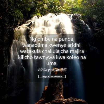 Picture 05 - Isaya 30:24 SWHULB - Ng'ombe na punda, wanaolima kwenye aridhi, - Bible Verse Picture