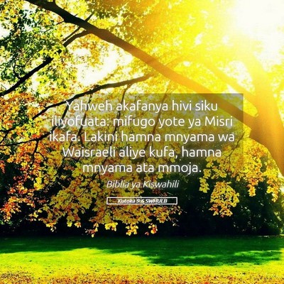 Picture 05 - Kutoka 9:6 SWHULB - Yahweh akafanya hivi siku iliyofuata: mifugo yote - Bible Verse Picture