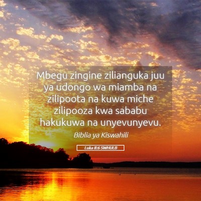 Picture 05 - Luka 8:6 SWHULB - Mbegu zingine zilianguka juu ya udongo wa miamba - Bible Verse Picture