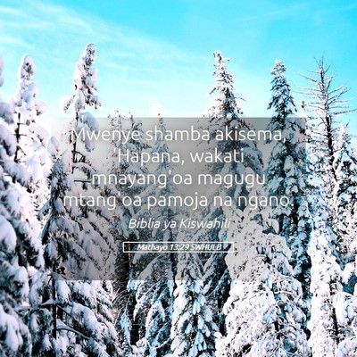 Picture 05 - Mathayo 13:29 SWHULB - Mwenye shamba akisema, 'Hapana, wakati mnayang'oa - Bible Verse Picture