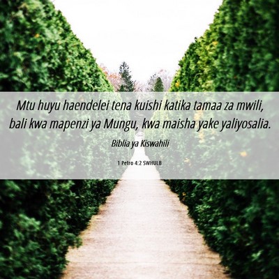 Picture 06 - 1 Petro 4:2 SWHULB - Mtu huyu haendelei tena kuishi katika tamaa za - Bible Verse Picture