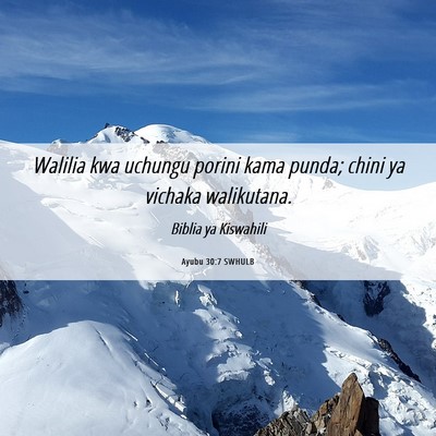 Picture 06 - Ayubu 30:7 SWHULB - Walilia kwa uchungu porini kama punda; chini ya - Bible Verse Picture