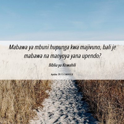 Picture 06 - Ayubu 39:13 SWHULB - Mabawa ya mbuni hupunga kwa majivuno, bali je - Bible Verse Picture