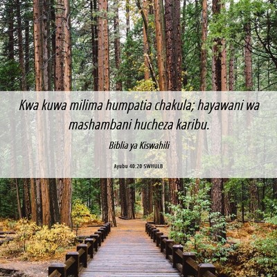 Picture 06 - Ayubu 40:20 SWHULB - Kwa kuwa milima humpatia chakula; hayawani wa - Bible Verse Picture