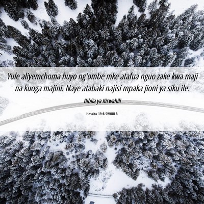 Picture 06 - Hesabu 19:8 SWHULB - Yule aliyemchoma huyo ng'ombe mke atafua nguo - Bible Verse Picture