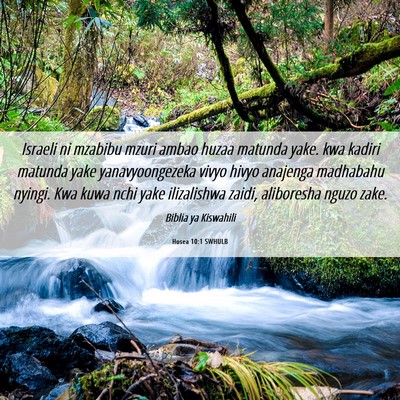 Picture 06 - Hosea 10:1 SWHULB - Israeli ni mzabibu mzuri ambao huzaa matunda - Bible Verse Picture