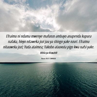Picture 06 - Hosea 10:11 SWHULB - Efraimu ni ndama mwenye mafunzo ambayo anapenda - Bible Verse Picture
