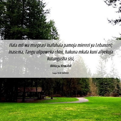 Picture 06 - Isaya 14:8 SWHULB - Hata mti wa mseprasi inafuhaia pamoja mierezi ya - Bible Verse Picture