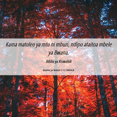 Picture 06 - Mambo ya Walawi 3:12 SWHULB - Kama matoleo ya mtu ni mbuzi, ndipo ataitoa mbele - Bible Verse Picture