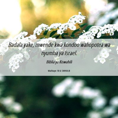 Picture 06 - Mathayo 10:6 SWHULB - Badala yake, mwende kwa kondoo waliopotea wa - Bible Verse Picture
